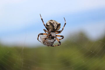 spider on the web