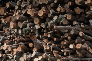 Trees cut and prepared to enter a plywood factory in Thailand