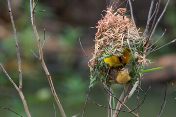 Male sparrows inspect their nests after it has rained for the sake of breeding.