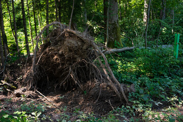 Very large forest tree uprooted after massive storm. Tree stump crater, summer daytime, no people....