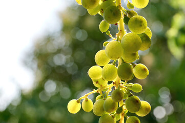 Bunch of grapes about to be ripe for collection against the light, revealing their internal veins
