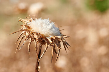 Dried thistle flowers, by the strong heat of summer in Spain, in the meadow