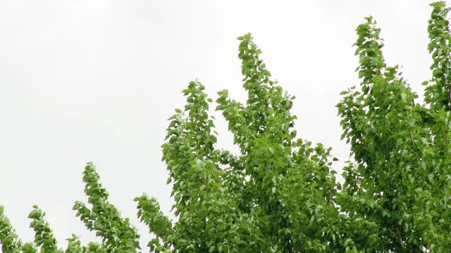 The wind flutters the branches of the linden tree against the background of the blue sky. Green foliage in summer, copy space for text