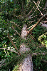 Large forest tree snapped in half after massive storm. Large splinters, summer daytime, no people. Europe