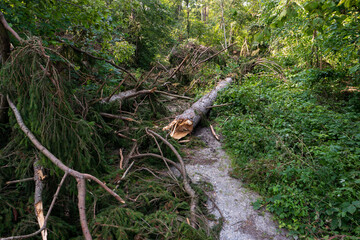 Naklejka na ściany i meble Large forest tree snapped in half after massive storm. Large splinters, summer daytime, no people. Europe