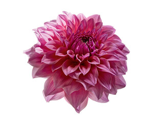 Dahlia flower, Pink dahlia flower isolated on white background, with clipping path