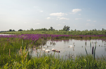 Dutch National Park Biesbosch in summer season. Purple loosestrife and broadleaf cattail are blooming now. A mother mute swan swims with her offspring in the wide creek.