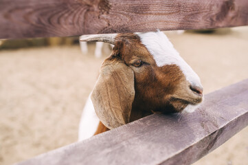 Goat looking through a wooden fence on farm