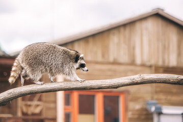European badger with background wooden house © Irina84