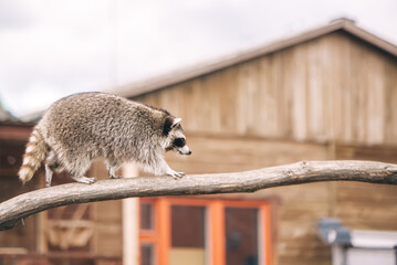 European badger with background wooden house