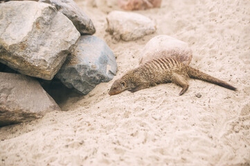 Jerboa lies on the sand near the stones