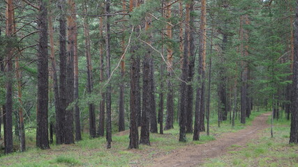 Fototapeta premium forest path