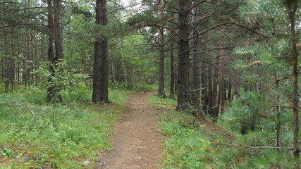 Obraz premium forest path