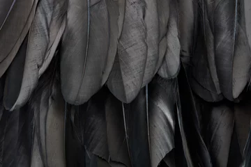 Gordijnen Black swan feathers texture background © andersphoto