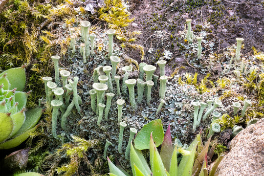 Close up of the trumpet lichen Cladonia fimbriata between stone flowers on a rock