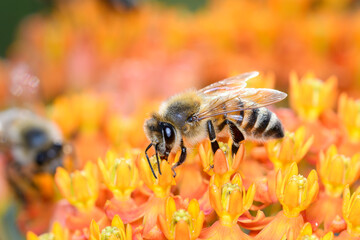 Bee - Apis mellifera - pollinates Asclepias Tuberosa - butterfly milkweed.