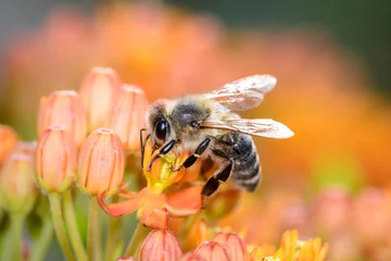 Gordijnen Bee - Apis mellifera - pollinates Asclepias Tuberosa - butterfly milkweed. © DirkDaniel