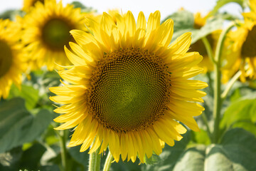 Blooming sunflower close-up against the sky and field. Harvesting agrilture yellow flowers. Natural blurred background bokeh effect.