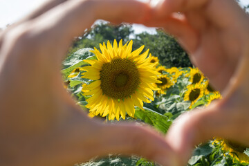 Fototapeta premium Hands of a young woman close-up form a heart shape around blooming sunflower on field background. Love green energy.