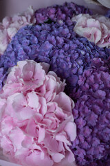 Bouquet of pink lilac hydrangeas