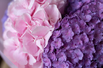 Bouquet of pink lilac hydrangeas