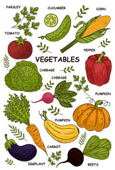 Hand drawn vegetables. Veggies nutrition doodle, organic vegan food. Healthy lifestyle, vegetarianism