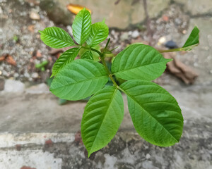 plant growing in soil