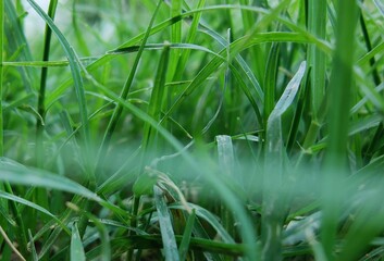Close up shot of grass.