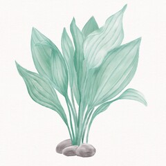 Green leaves, algae on a white background, watercolor illustration of turquoise color