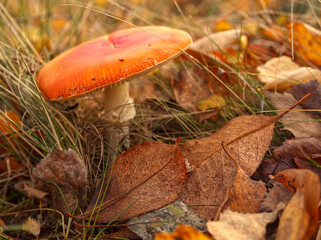 Beautiful autumn forest. Red fly agaric or fly amanita mushroom in grass and fall leaves background. Poisonous mushroom. German forest landscape. Macro, selective focus of amanita muscaria.