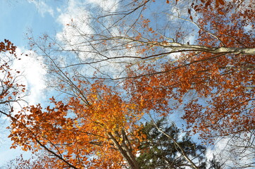 Some Panoramas of the Beautiful Foliage in New England, USA