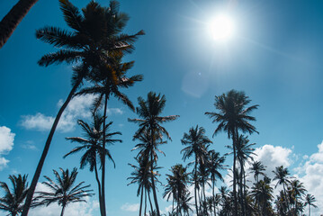 palm trees against blue sky