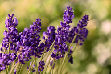 Beautiful fresh purple lavender plant detail stock images. Summer background with a bouquet of lavender. Flowerbed with fragrant lavender images. Provence floral decor background