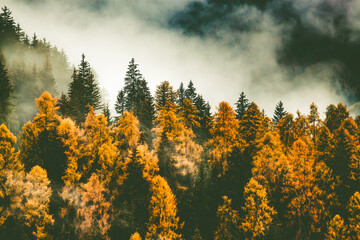 autumn nature background forest in fog