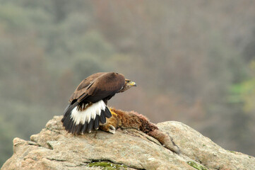 aguila real en la sierra abulense.España