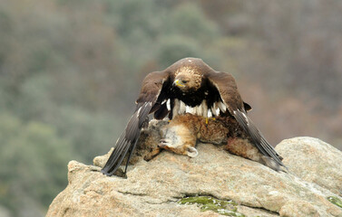 aguila real en la sierra abulense.España