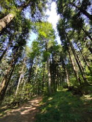 Footpath in the forest, Casentinese forest, biggest forest in Europe