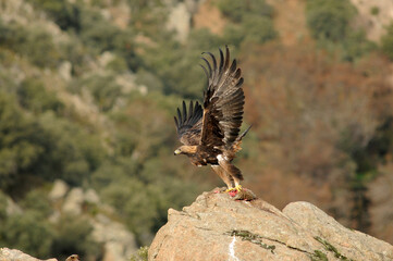 aguila real en la sierra abulense.España