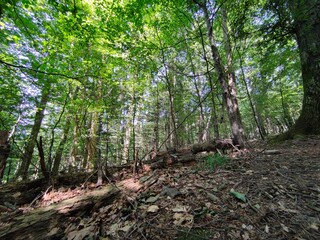 Fototapeta premium Footpath in the forest, Casentinese forest, biggest forest in Europe