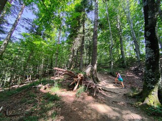 Footpath in the forest, Casentinese forest, biggest forest in Europe
