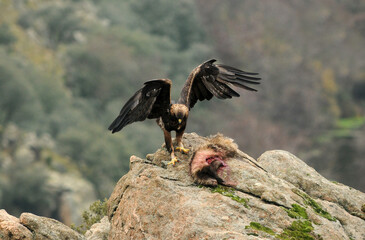 aguila real en la sierra abulense.España
