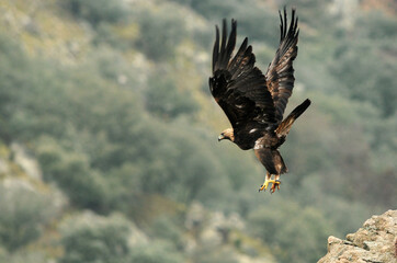 aguila real en la sierra abulense.España