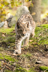 Lynx in green forest with tree trunk. Wildlife scene from nature. Playing Eurasian lynx, animal behaviour in habitat. Wild cat from Germany. Wild Bobcat between the trees