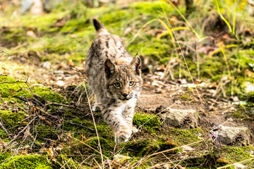 Lynx in green forest with tree trunk. Wildlife scene from nature. Playing Eurasian lynx, animal behaviour in habitat. Wild cat from Germany. Wild Bobcat between the trees