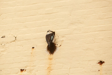 Kookaburra bird trying to enlarge a hole in a building wall