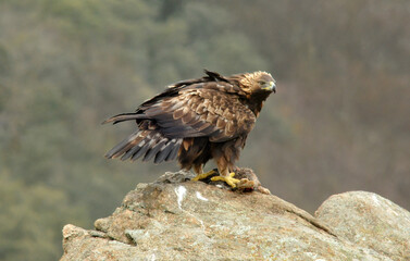 aguila real en la sierra abulense.España