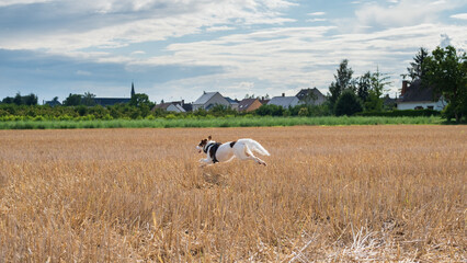 Dog running in a wheat field
