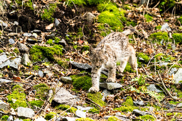 Lynx in green forest with tree trunk. Wildlife scene from nature. Playing Eurasian lynx, animal behaviour in habitat. Wild cat from Germany. Wild Bobcat between the trees