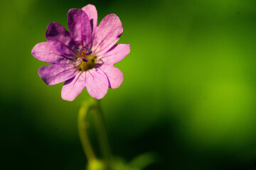 Selective focus shot of a pink geranium