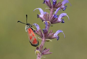Zygaena moth